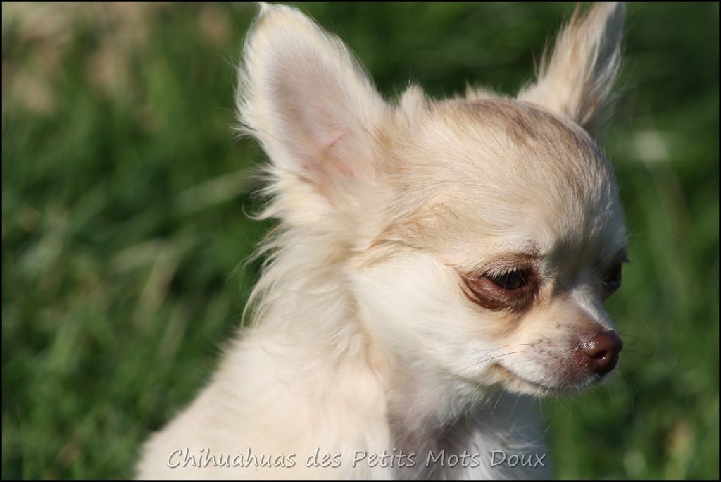 chiot Chihuahua des Petits Mots Doux