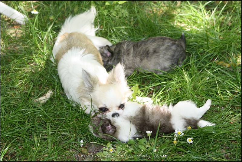 chiot Chihuahua des Petits Mots Doux