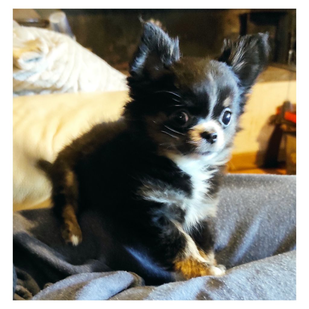 des Petits Mots Doux - Chiot disponible  - Chihuahua
